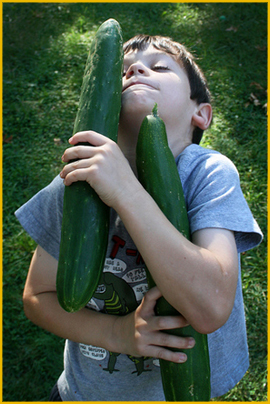 Harvest: Enormous Cucumber